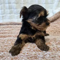 Maggie , a female Yorkshire Terrier for sale in Donna, TX – 5 of 10