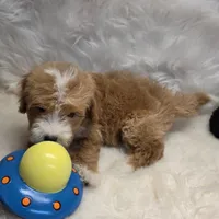 George, a male Maltipoo for sale in Donna, TX – 5 of 7