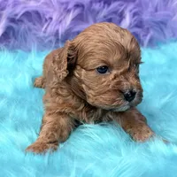 Henry , a male Cavapoo for sale in Donna, TX – 6 of 7