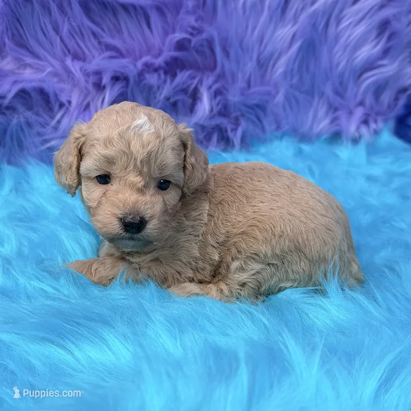 Hunter  – Poodle - Miniature  puppy for sale in Donna, TX