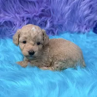 Hunter , a male Poodle - Miniature  for sale in Donna, TX – 1 of 10