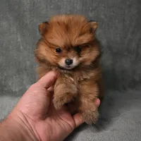 Tucker - 7 day return policy, a male Pomeranian for sale in Donna, TX – 2 of 8