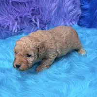 Jasper , a male Poodle - Miniature  for sale in Donna, TX – 10 of 10