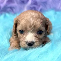 Stella , a female Cavapoo for sale in Donna, TX – 10 of 10
