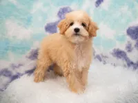 Leo, a male Miniature Goldendoodle for sale in Donna, TX – 7 of 7