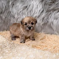 Nala , a female Maltipoo for sale in Donna, TX – Photo 7 of 8