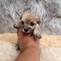 Nala , a female Maltipoo for sale in Donna, TX – Photo 5 of 8