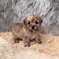 Nala , a female Maltipoo for sale in Donna, TX – Photo 2 of 8