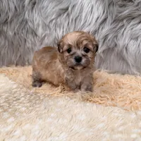 Nala , a female Maltipoo for sale in Donna, TX – Photo 6 of 8