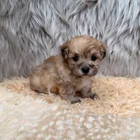 Nala , a female Maltipoo for sale in Donna, TX – Photo 3 of 8