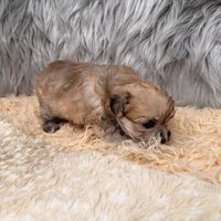 Nala , a female Maltipoo for sale in Donna, TX – Photo 8 of 8