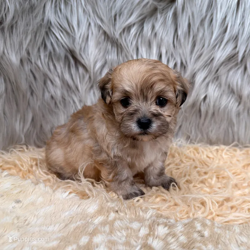 Nala , a female Maltipoo for sale in Donna, TX – Photo 1 of 8