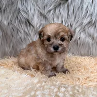 Nala , a female Maltipoo for sale in Donna, TX – Photo 1 of 8