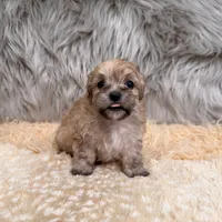 Nala , a female Maltipoo for sale in Donna, TX – Photo 4 of 8