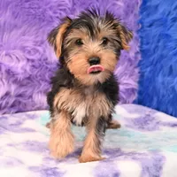 Cooper, a male Yorkshire Terrier for sale in Donna, TX – 8 of 10