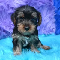 Izzy , a female Yorkshire Terrier for sale in Donna, TX – 5 of 9