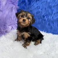 John - 7 day return guarantees, a male Yorkshire Terrier for sale in Donna, TX – 4 of 10