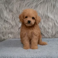 Lily  Micro-Mini, a female Miniature Goldendoodle for sale in Donna, TX – 6 of 6