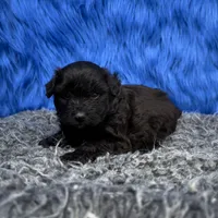 processed/f00ba38b-8c1c-4a8b-a7bd-5e2bdb4d7c39/listing/575e9648-3a08-49ca-a727-7688723138de/6a54de9a-abf3-47d3-8718-a57e9a3054ee