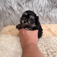 Claudio, a male Maltipoo for sale in Donna, TX – Photo 7 of 8