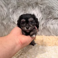 Claudio, a male Maltipoo for sale in Donna, TX – Photo 1 of 8