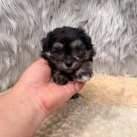 Claudio, a male Maltipoo for sale in Donna, TX – Photo 5 of 8