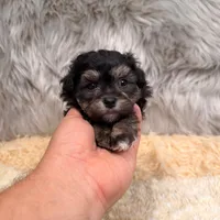 Claudio, a male Maltipoo for sale in Donna, TX – Photo 2 of 8