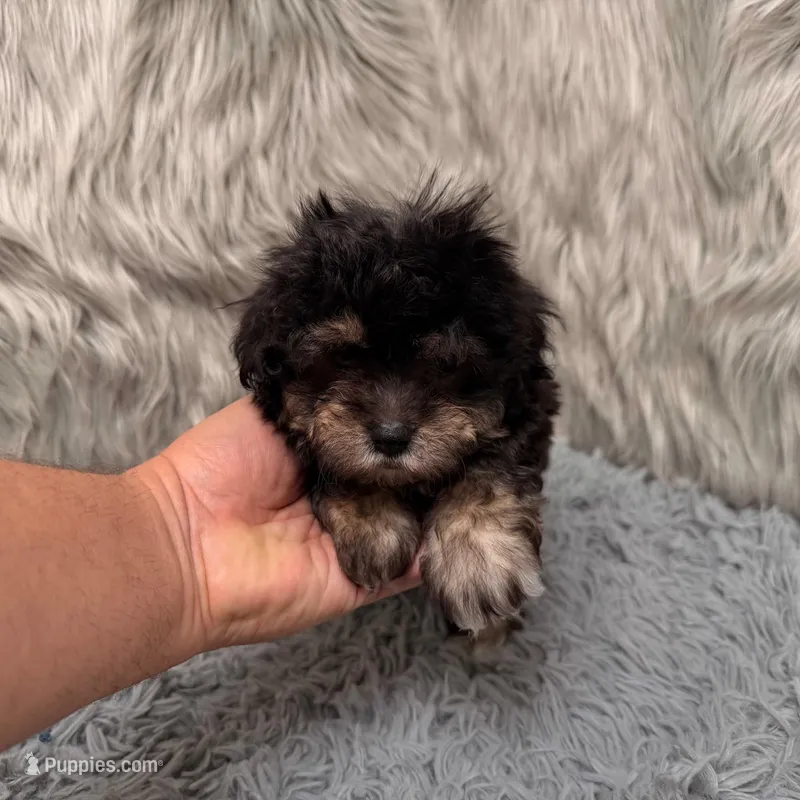 Claudio – Maltipoo puppy for sale in Donna, TX