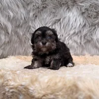 Claudio, a male Maltipoo for sale in Donna, TX – Photo 4 of 8