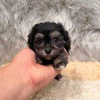 Claudio, a male Maltipoo for sale in Donna, TX – Photo 3 of 8