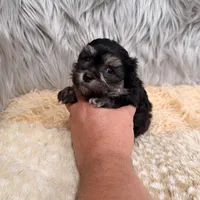 Claudio, a male Maltipoo for sale in Donna, TX – Photo 8 of 8