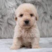 Rocky , a male Poodle - Miniature  for sale in Donna, TX – 2 of 6