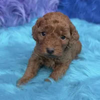 karina, a female Poodle - Miniature  for sale in Donna, TX – 5 of 10