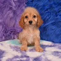 Thor , a male Cockapoo for sale in Donna, TX – 7 of 10
