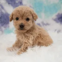 Ellie , a female Maltipoo for sale in Donna, TX – 3 of 7