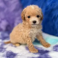 Linda, a female Maltipoo for sale in Donna, TX – 6 of 10