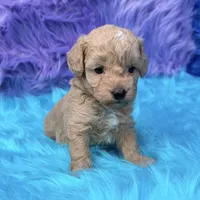 Hunter , a male Poodle - Miniature  for sale in Donna, TX – 9 of 10