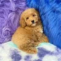 Paul , a male Shihpoo for sale in Donna, TX – 10 of 10