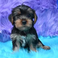 Izzy , a female Yorkshire Terrier for sale in Donna, TX – 8 of 9