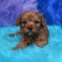 Bandit , a male Cavapoo for sale in Donna, TX – 4 of 8