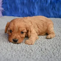 Ace - 7 day return guarantees, a male Cavapoo for sale in Donna, TX – 3 of 10