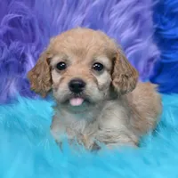 Perla , a female Cockapoo for sale in Donna, TX – 4 of 8
