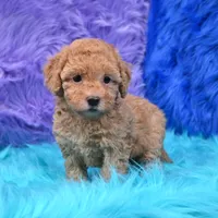 Harper  Micro size, a female Miniature Goldendoodle for sale in Donna, TX – 2 of 6