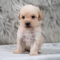 Lila, a female Poodle - Miniature  for sale in Donna, TX – 5 of 7
