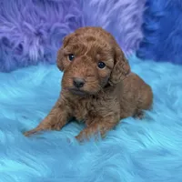karina, a female Poodle - Miniature  for sale in Donna, TX – 2 of 10