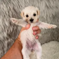 Buddy, a male Maltipoo for sale in Donna, TX – 8 of 8