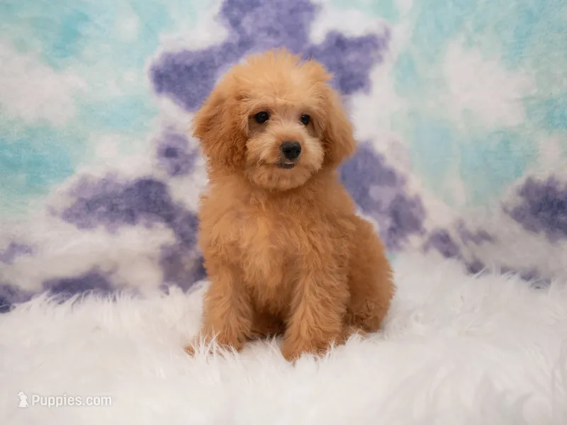 Lily, a female Miniature Goldendoodle for sale in Donna, TX – 1 of 6