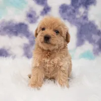 Luis , a male Maltipoo for sale in Donna, TX – 2 of 7