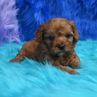 Bandit , a male Cavapoo for sale in Donna, TX – 8 of 8