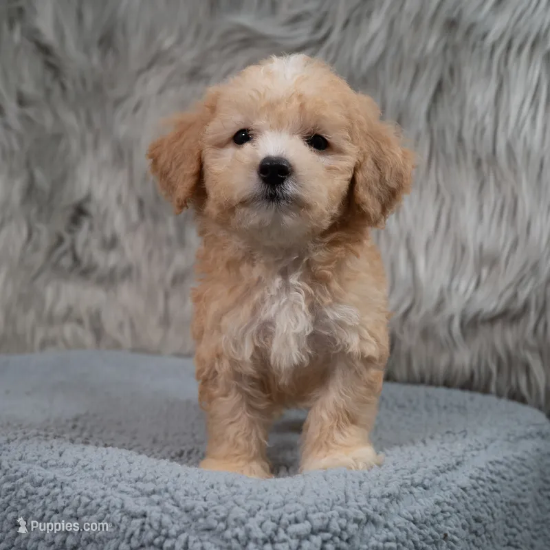 Archie  Micro-Mini – Miniature Goldendoodle puppy for sale in Donna, TX